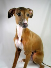 Italian Greyhound Picture