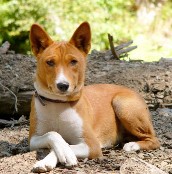 Basenji Dog Picture