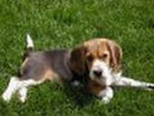 Beagle Picture Beagle Picture
