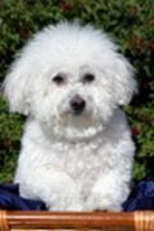 Bichon Frise Picture