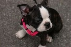 Boston Terrier Picture