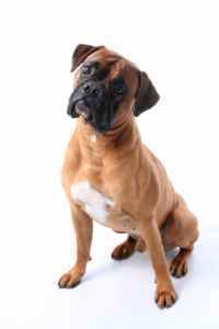 Boxer Dog