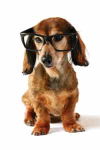 Dog with glasses