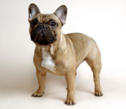 French Bulldog Picture
