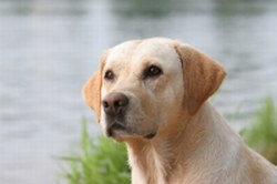 Labrador Retriever Picture