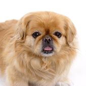 Pekingese Picture