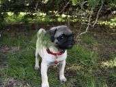 Pug Picture Pug Picture