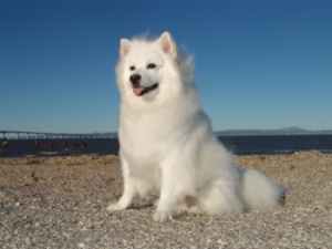 Toy American Eskimo Dog