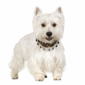 West Highland White Terrier