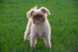 Brussels Griffon Dog