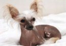 Chinese Crested Picture