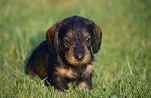 Dachshund Picture Dachshund Picture
