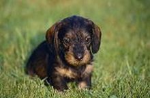 Dachshund Picture