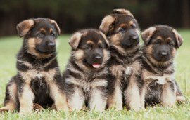 German Shepherd Picture