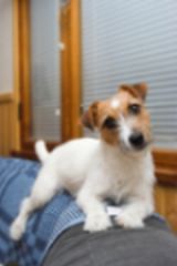 Jack Russell Terrier Picture