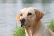 Labrador Picture