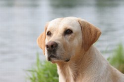 Lab Retriever Picture