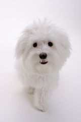 Maltese Dog Picture