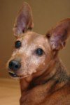 Miniature Pinscher Picture