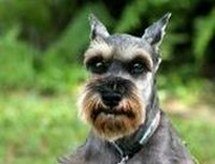 Miniature Schnauzer