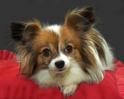 Papillon Dog Picture