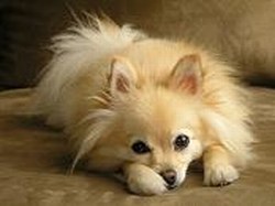 Pomeranian Picture