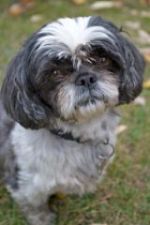 Shih Tzu Picture