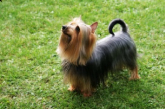 Silky Terrier