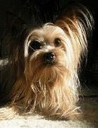 Yorkshire Terrier Picture